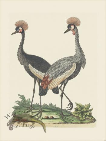 Edwards 192 Crowned African Crane
